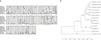 The Leishmania donovani LDBPK_220120.1 Gene Encodes for an Atypical Dual Specificity Lipid-Like Phosphatase Expressed in Promastigotes and Amastigotes; Substrate Specificity, Intracellular Localizations, and Putative Role(s)